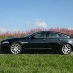 Jaguar: Samtpfote und Raubtier zugleich